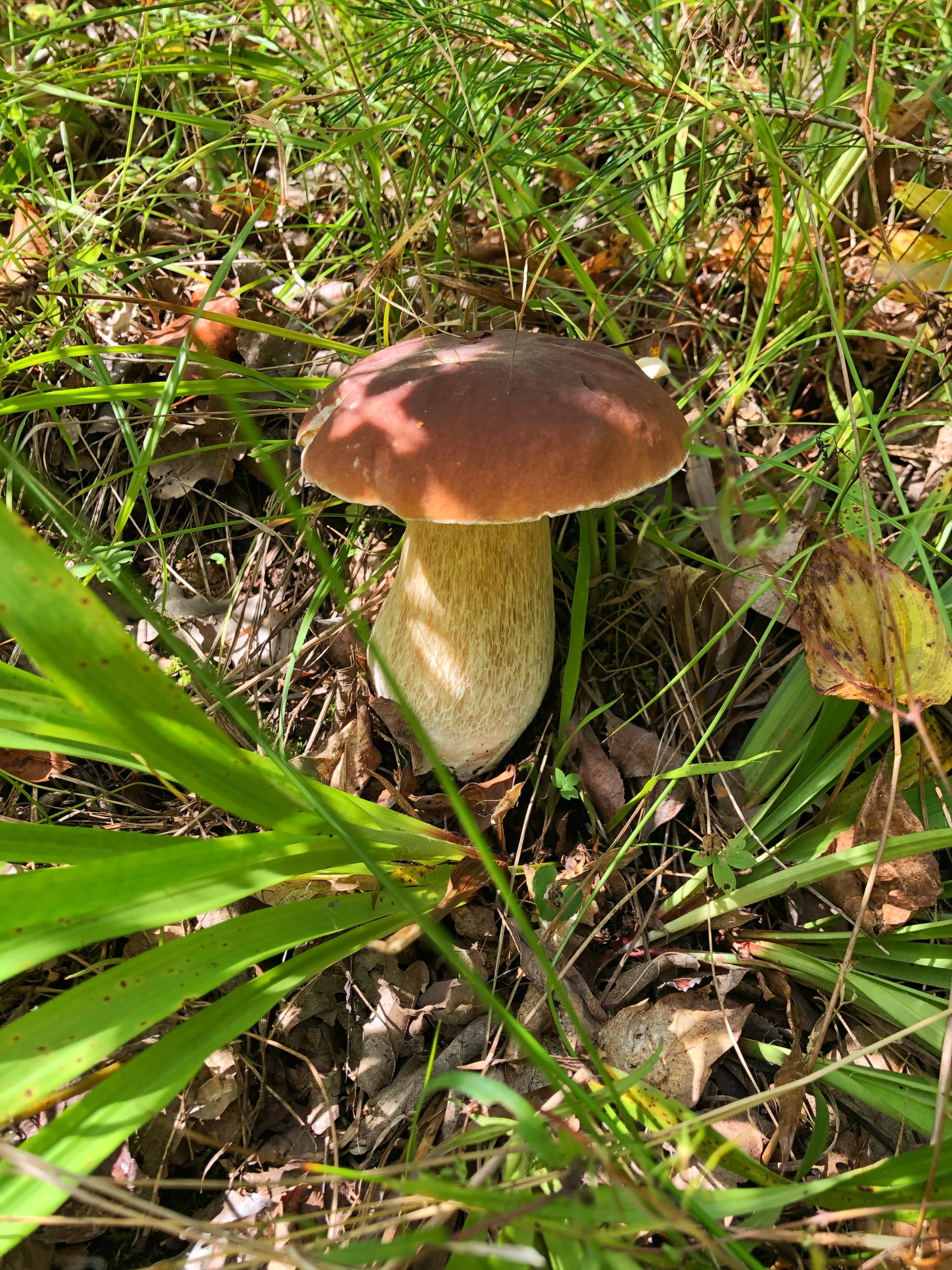 Grzybobranie