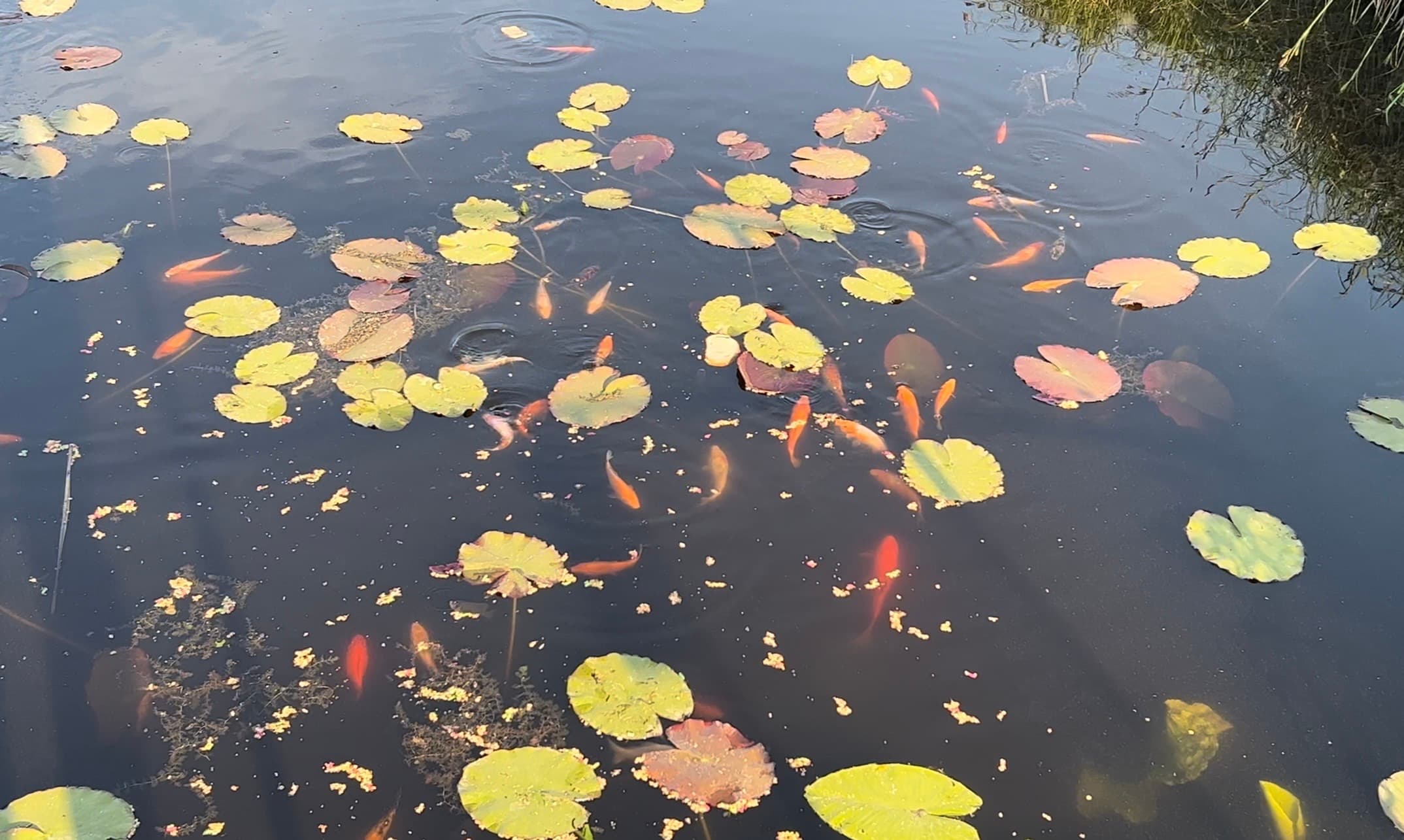 Karpie koi pośród lilii wodnych